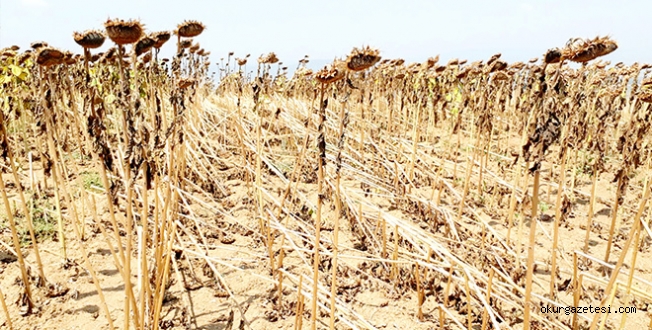 FIRTINA YAĞLIK AYÇEKiRDEĞi  üRETiCiSiNi üZDü
