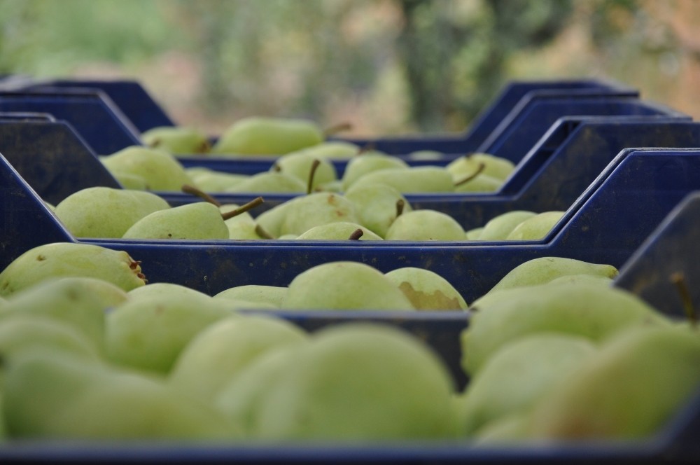 İnegölde Armut Hasadı Başladı