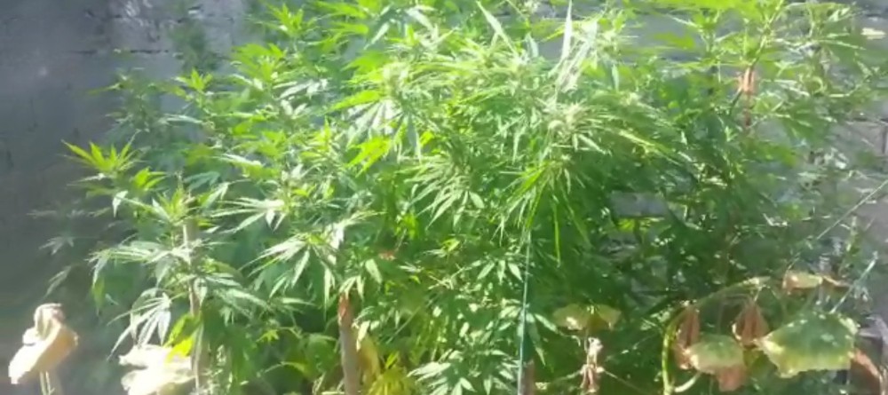 İznikte Hint Keneviri Operasyonu