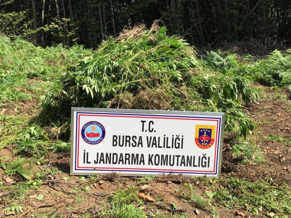 Jandarmadan 4 Milyon 500 Bin Liralık Uyuşturucu Operasyonu