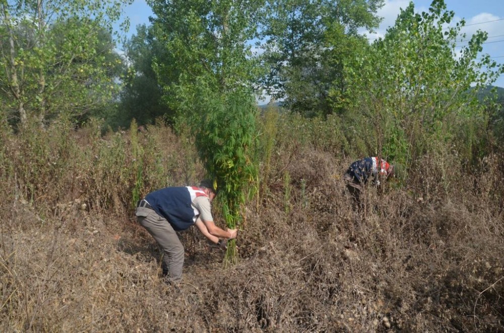 Jandarmadan Uyuşturucu Tacirlerine 265 Bin Liralık Vurgun