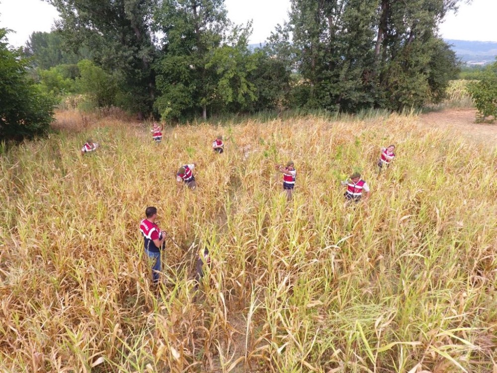 Kenevir Tarlasına Drone Destekli Operasyon