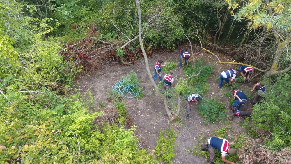 Kenevirleri Sulamak İçin Ormana Hortum Sistemi Çekmiş