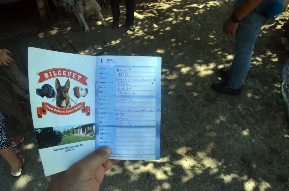 Köpeği Çelik İple Astılar