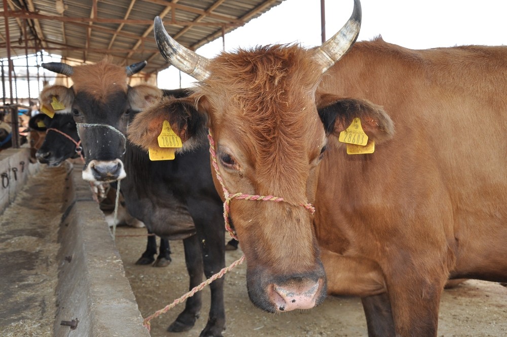 Kurban Alırken Bunlara Dikkat