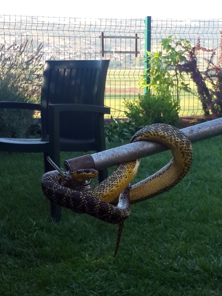 Kuş Yuvasından Yılan Çıktı