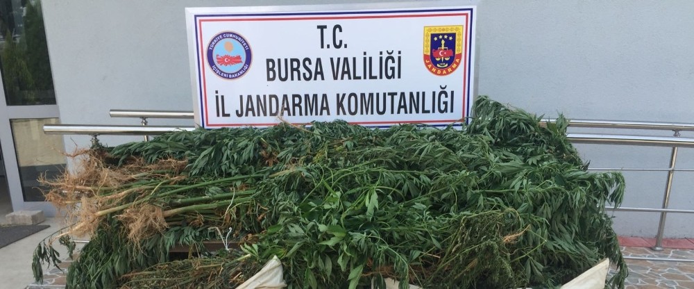 Ormana Uyuşturucu Ektiler