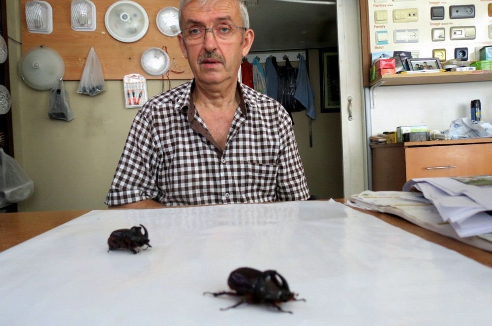 (Özel) Gergedan Böcekleri Zeytinlikleri Mesken Tuttu