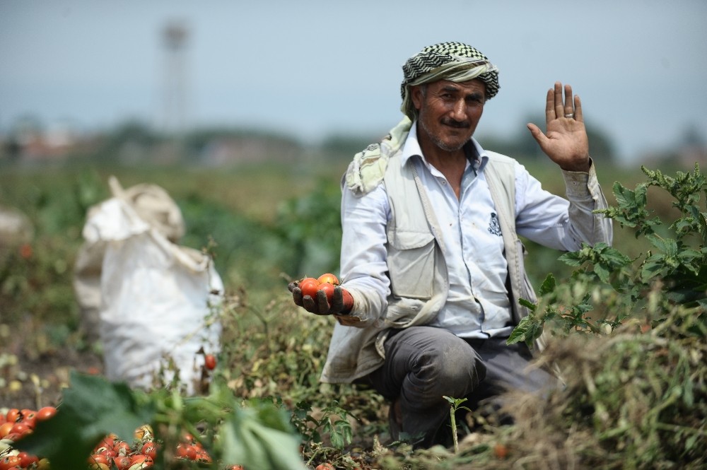 (Özel Haber) Dolu Mevsimlik İşçilerini De Vurdu