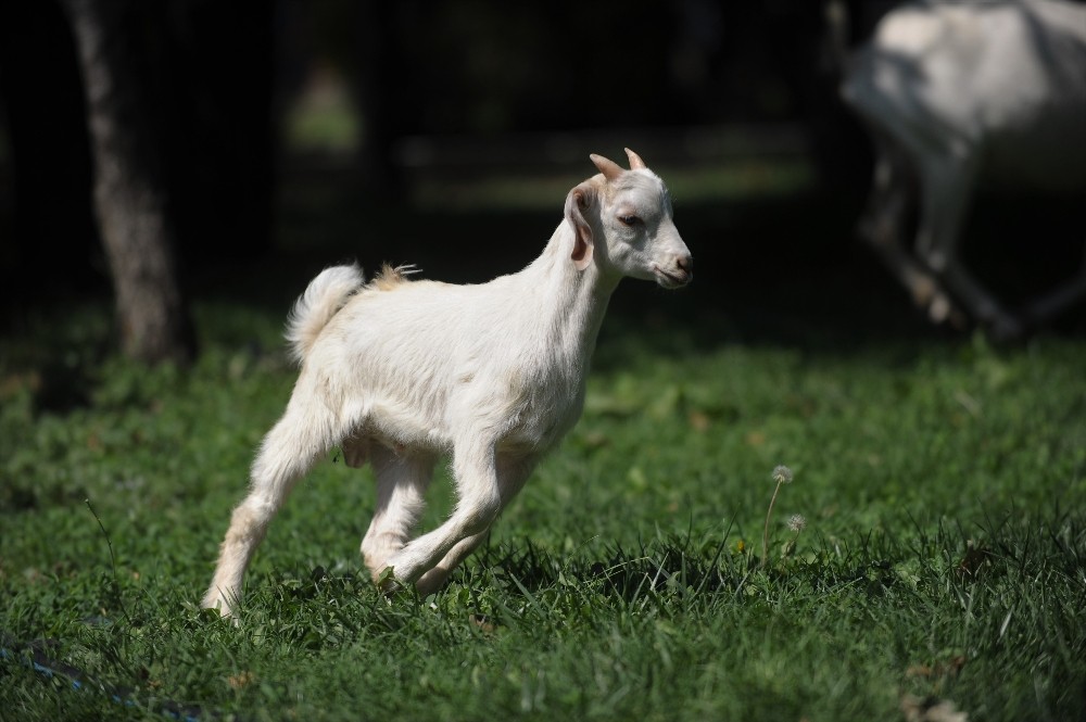 (Özel Haber) Hayvan Barınağının Keçilerine Bayram Öncesi Yoğun Talep