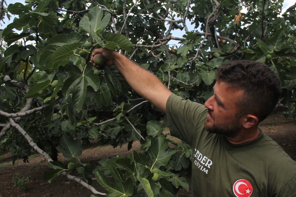 (Özel Haber) Kraliçe İncirinden Rekor Başlangıç