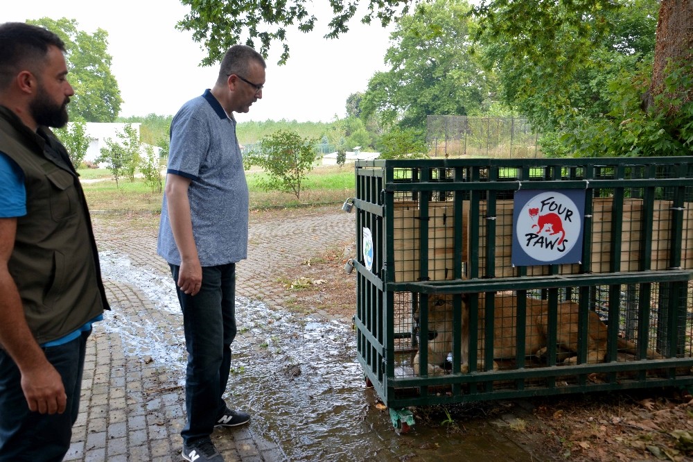 Savaş Mağduru Arslanlar Artık Güvende
