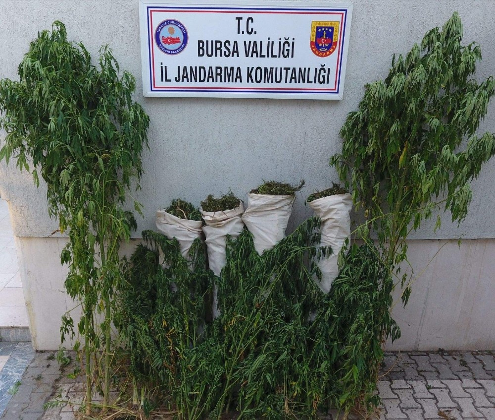 Sazlık Alanda 189 Kök Kenevir İle 27 Kilo Esrar Ele Geçirildi