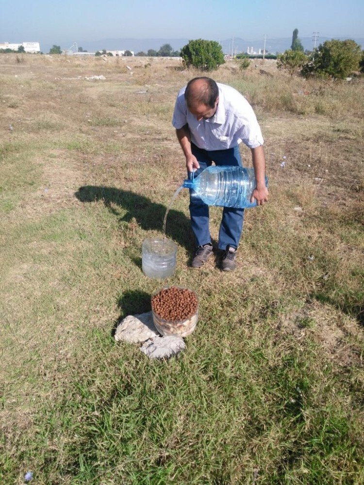 Sokak Hayvanları Sahipsiz Değil