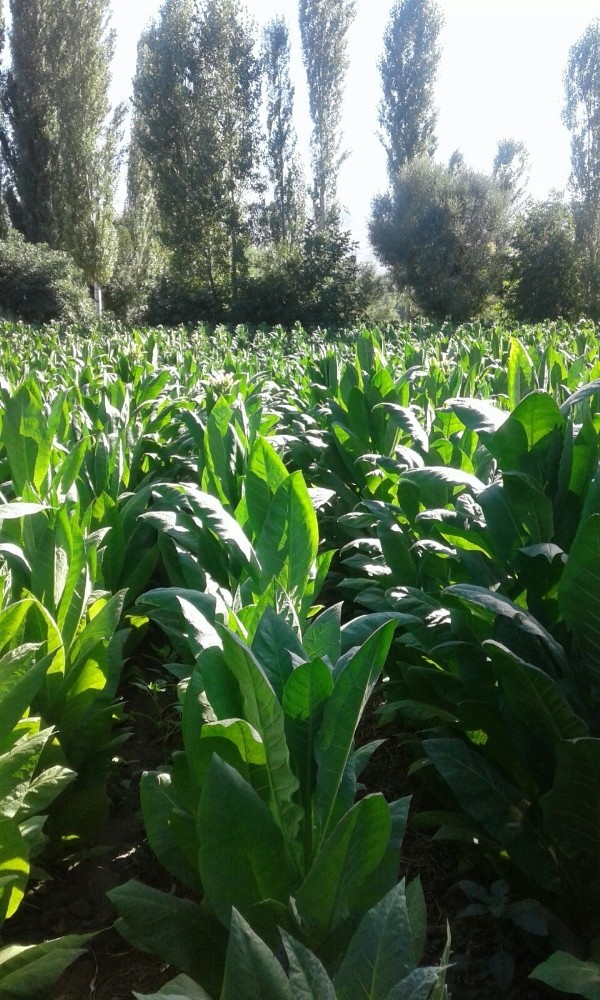 Tütün Kırma Başladı, Hastaneler Boşaldı