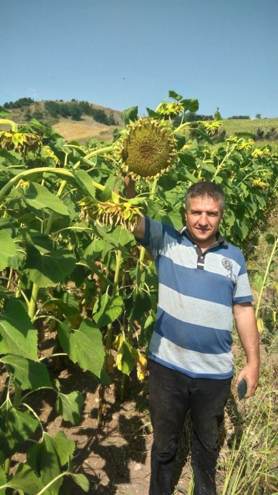 Yağlık Ayçiçeğinde Rekolte Sevindirdi