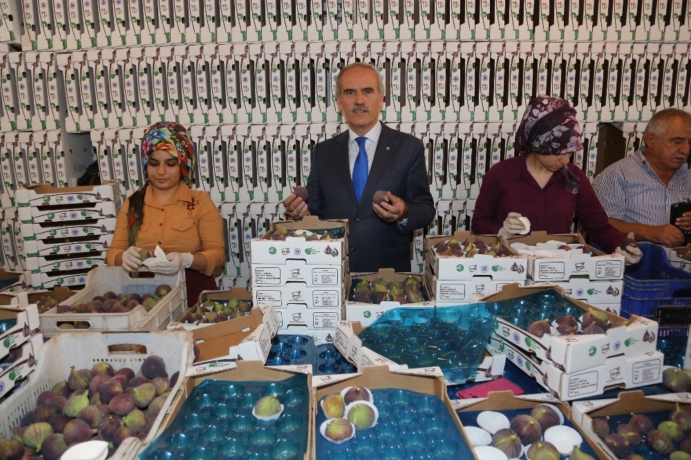 Bursa Siyah İnciri Uzakdoğu Pazarında