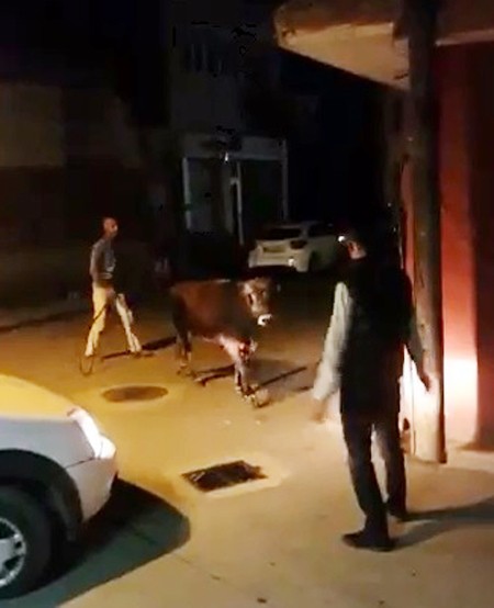 Çılgın Boğa Kamyona Yüklenirken Kaçtı