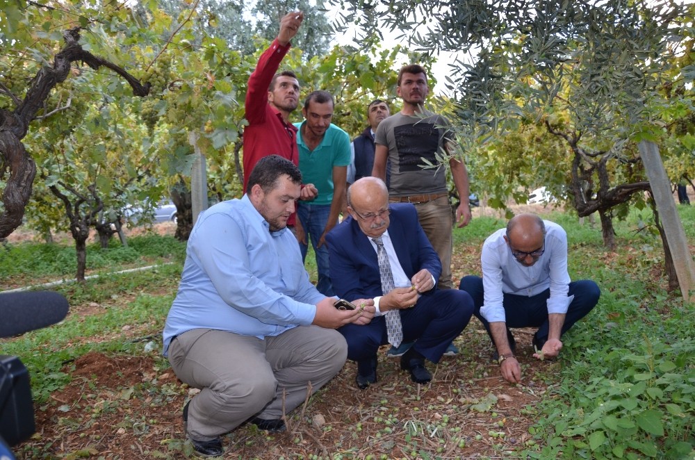 Dolu Mağduru İznikli Çiftçilere Destek
