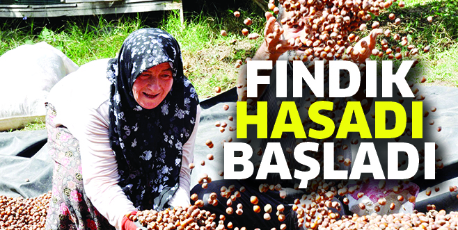 FINDIK HASADI BAŞLADI