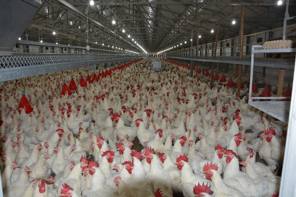 Gezen Tavuk Uyarısı