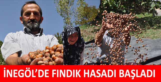 İNEGÖL’DE FINDIK HASADI BAŞLADI