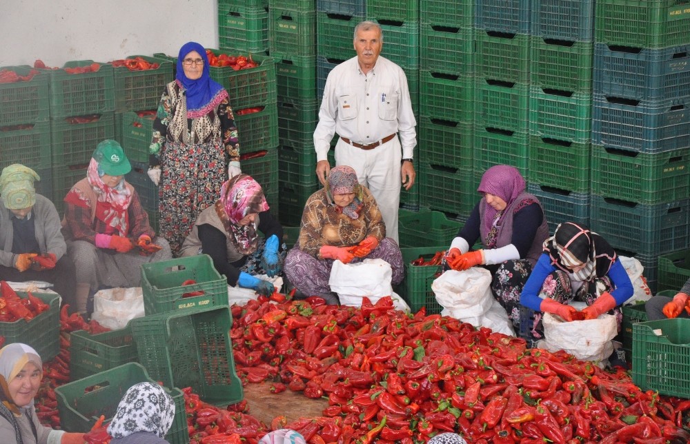 İnegölden Hollandaya 700 Ton Salça İhracatı
