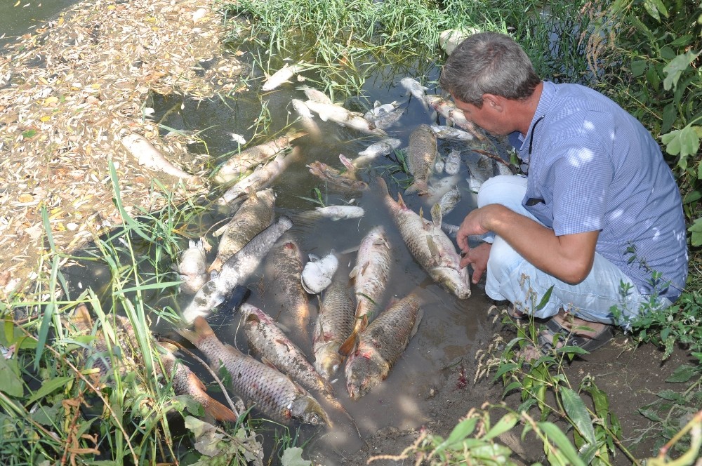 Karacabeyde Balık Katliamı Sürüyor