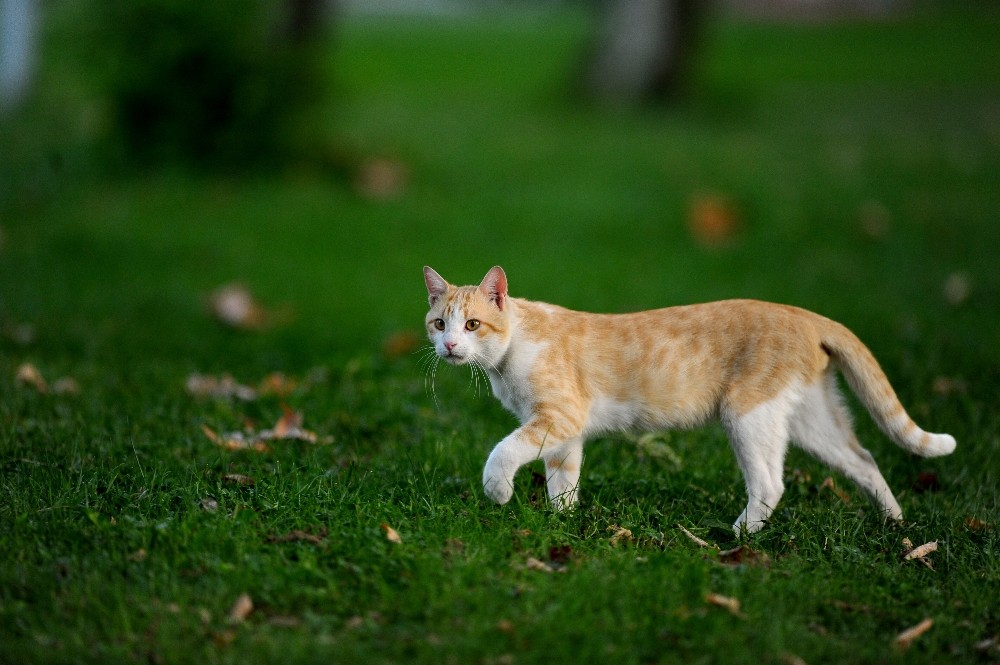 Kültürparkın Rengarenk Sokak Kedileri