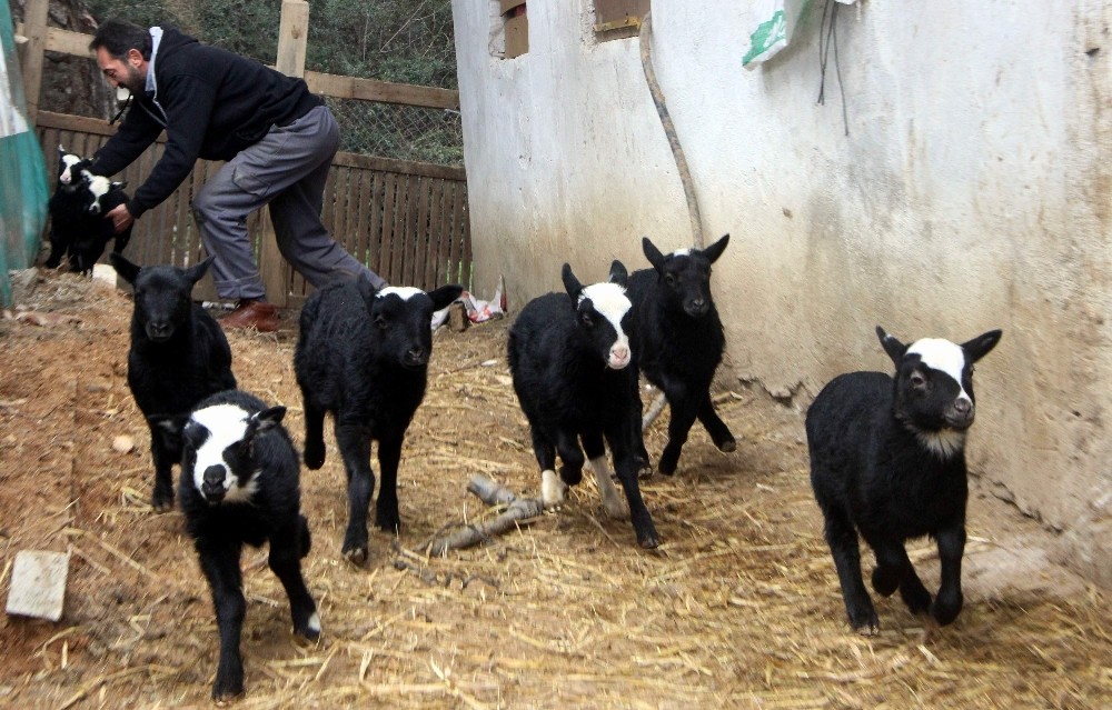 Kuzulara, İneklere De E Reçete Geliyor