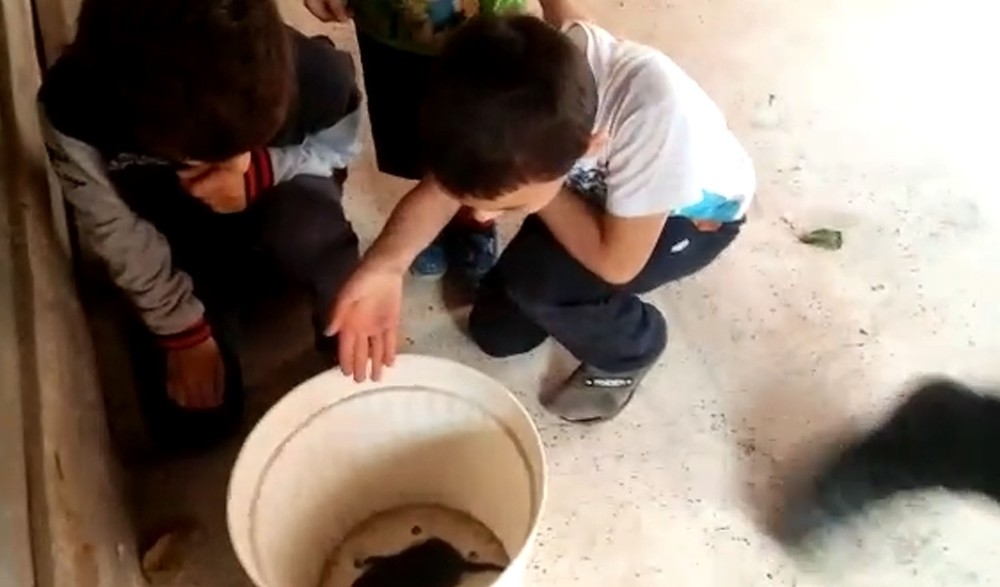 Otomobilin Motorunda Dünyaya Gelen Yavru Kediler Kurtarıldı