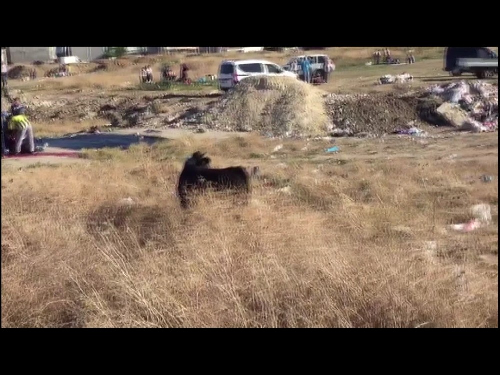 Sahibinin Elinden Kurtuldu, Bir Saat Kovalamaca Yaşattı