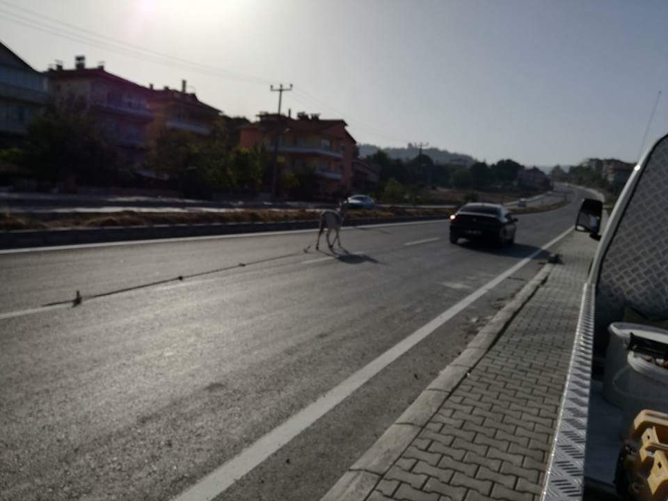 Sahipsiz Eşek Sürücülere Zor Anlar Yaşattı