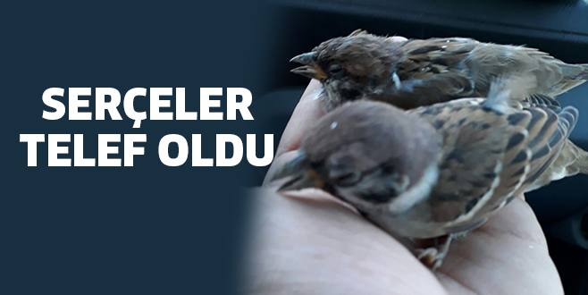 SERÇELER TELEF OLDU