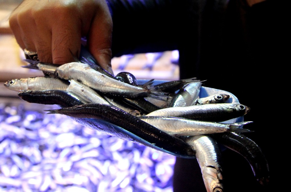 Sezon Açıldı Hamsi 15 Liraya Düştü