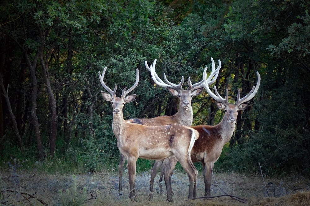 Üniversitenin Geyik Fabrikası