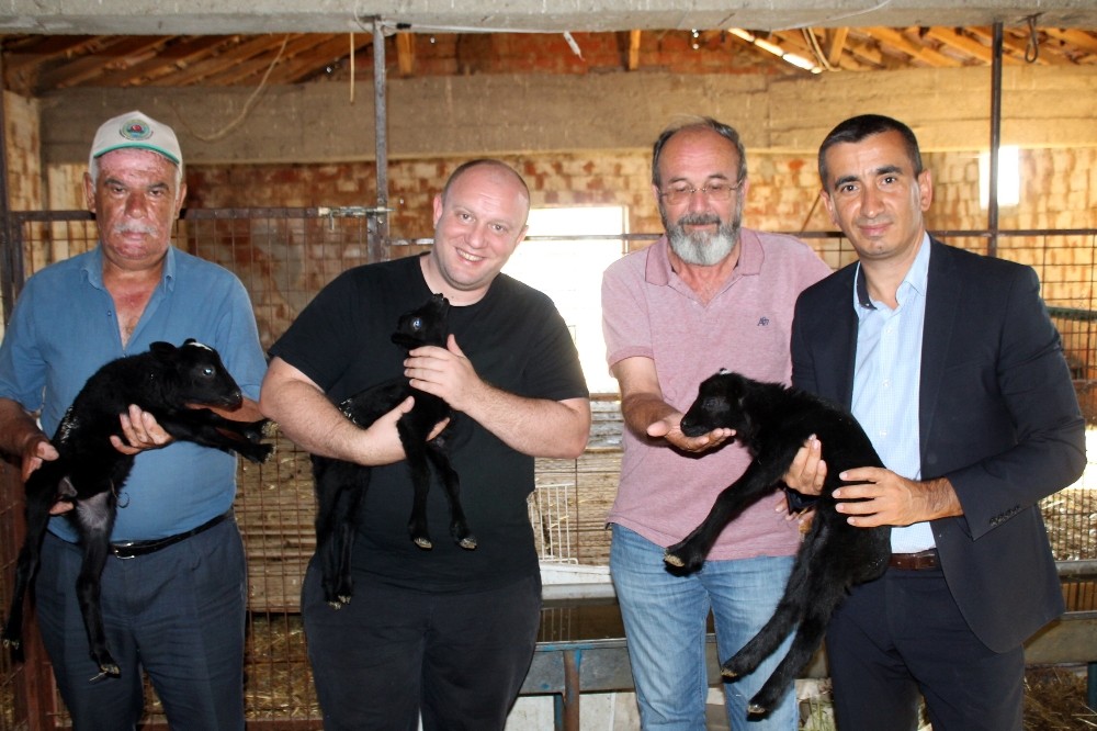 Ünlü Aşçıdan Romanov Çiftliğine Ziyaret