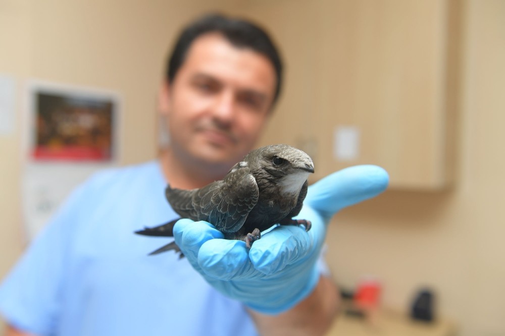 Yavru Ebabil Emin Ellerde