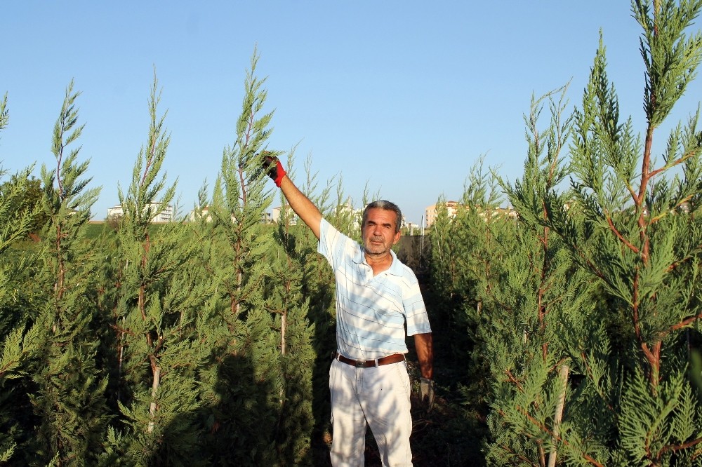 Yaz Kış Yeşil Kalan Bitkiye Büyük Talep