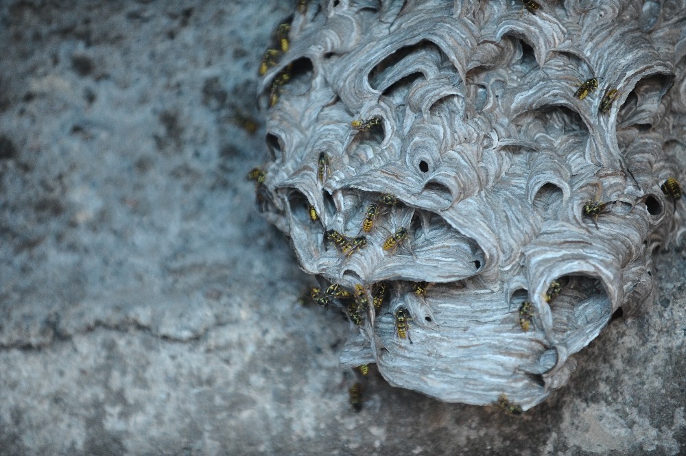 7 Kişilik Aile Arıların İstilasına Uğradı