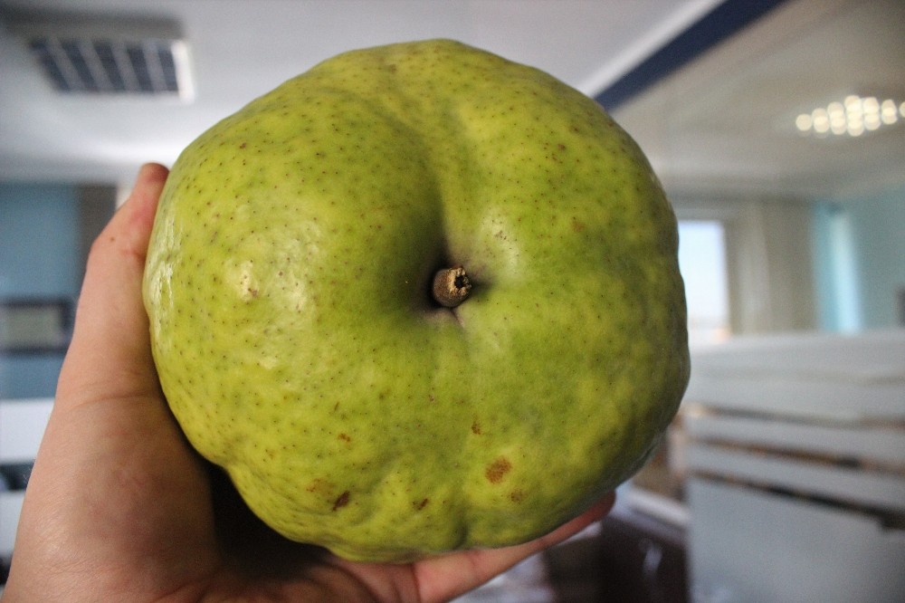 Bu Armutları Görenler Kavun Zannediyor