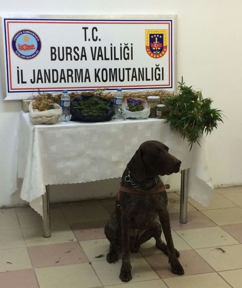 Bursada Kubar Esrar Ve Kenevir Ele Geçirildi