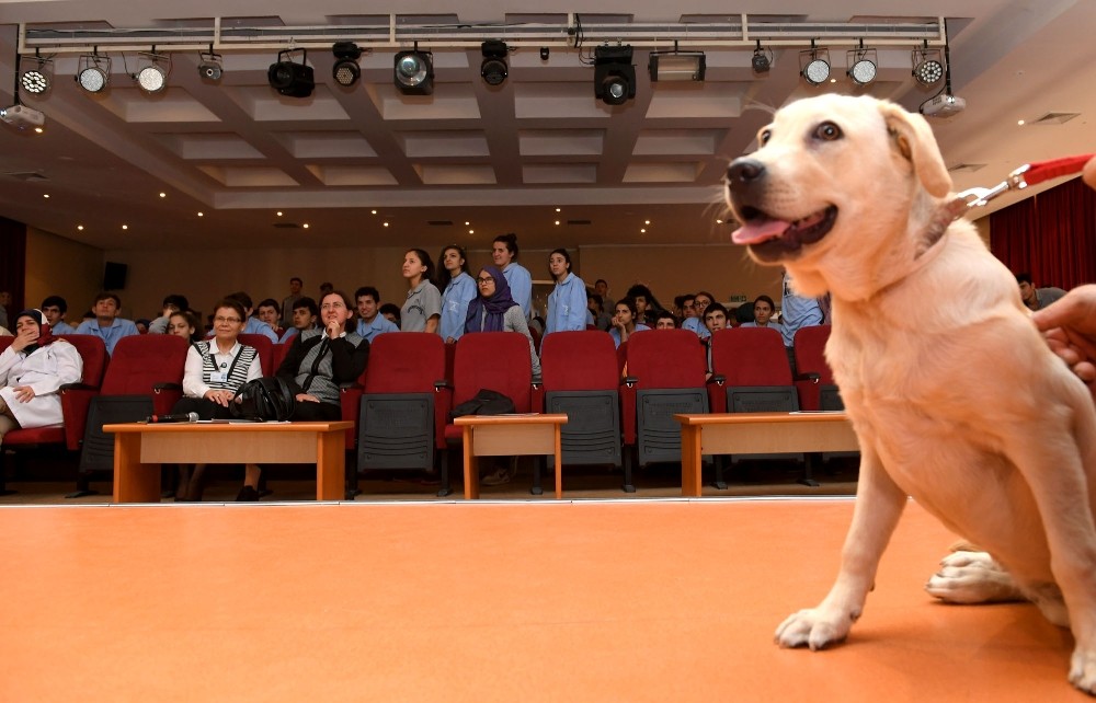 Dersimiz Hayvan Sevgisi