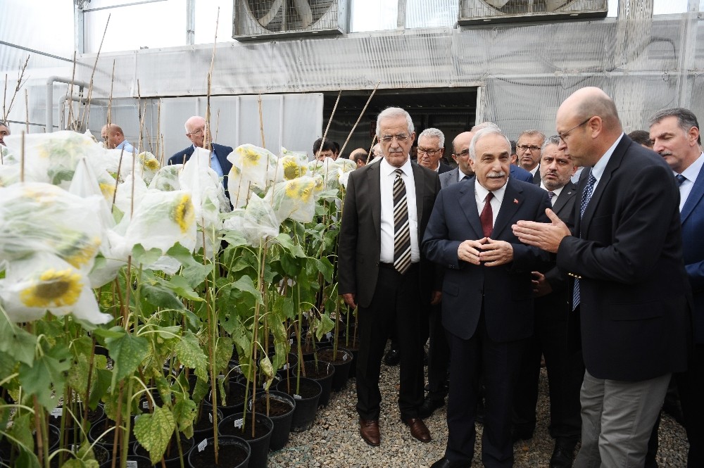 En Verimli Tohumlar Bursada Üretiliyor