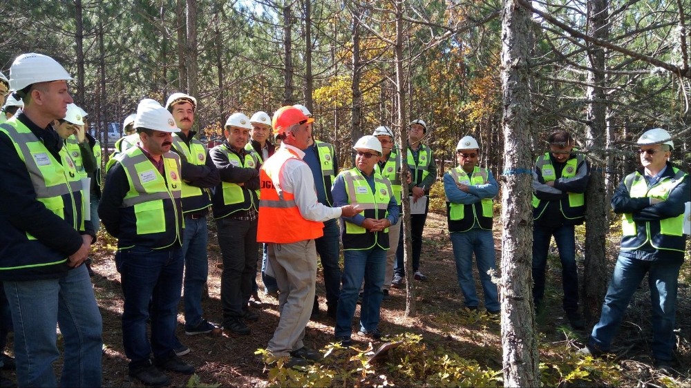 Keles Ormanlarında Silvikültür Tatbikatı