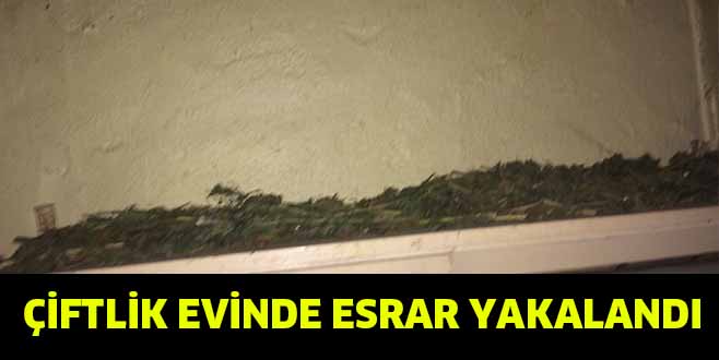 ÇİFTLİK EVİNDE ESRAR YAKALANDI