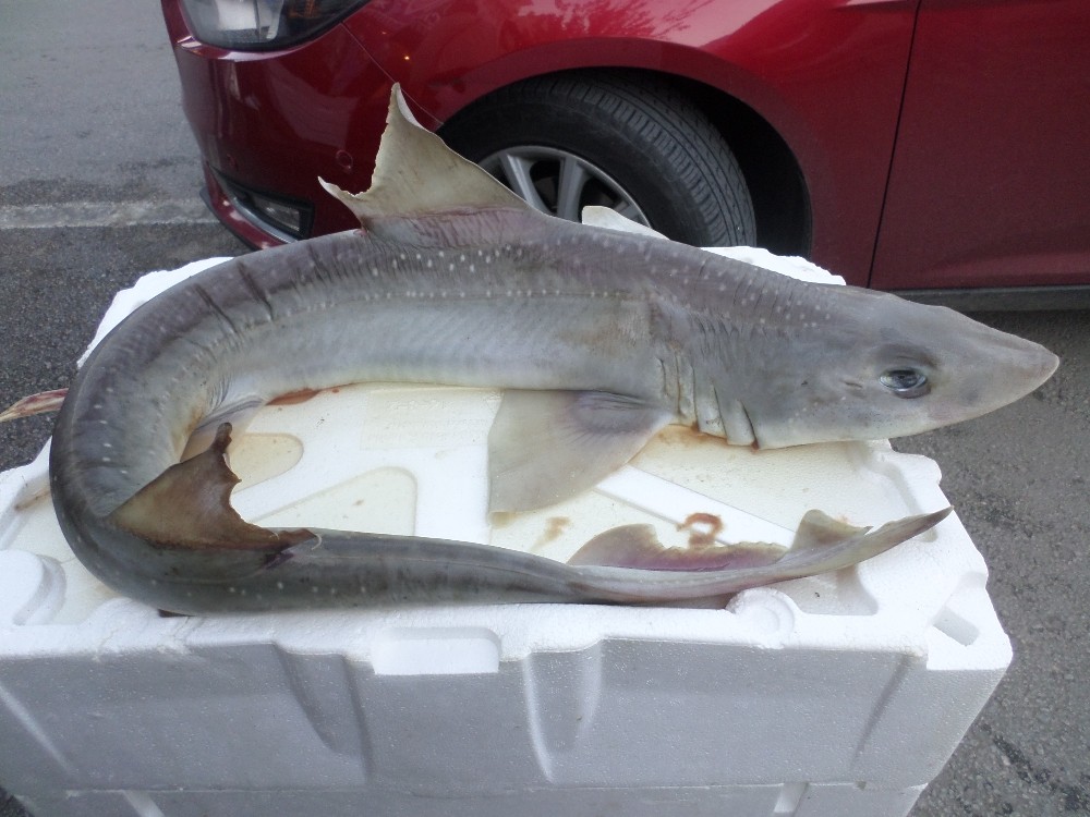Marmara Denizinde Yavru Köpek Balığı Yakalandı