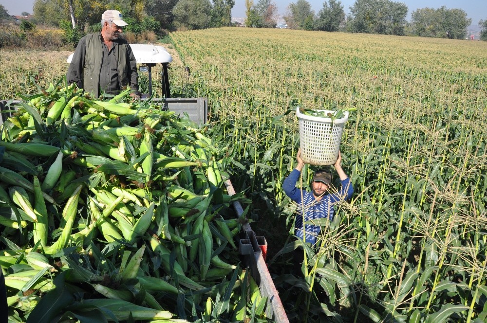 Mısır Hasadı Başladı