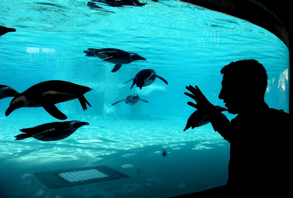 (Özel Haber) Hayvanat Bahçesinin Gözdesi Penguen Ve Foklar