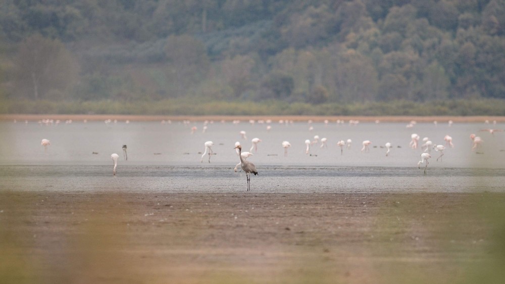 Rekortmen Turna 31 Saatte Bin 600 Kilometre Kanat Çırptı